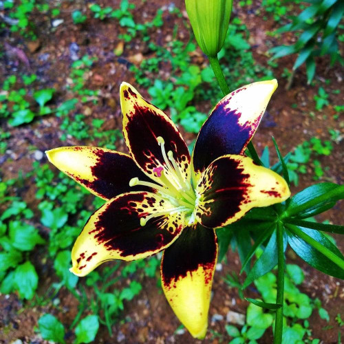 Лилия биколор азиатская Easy Dance (Изи Данс) 3шт. в упаковке Лилия биколор азиатская Easy Dance (Изи Данс) 3шт. в упаковке