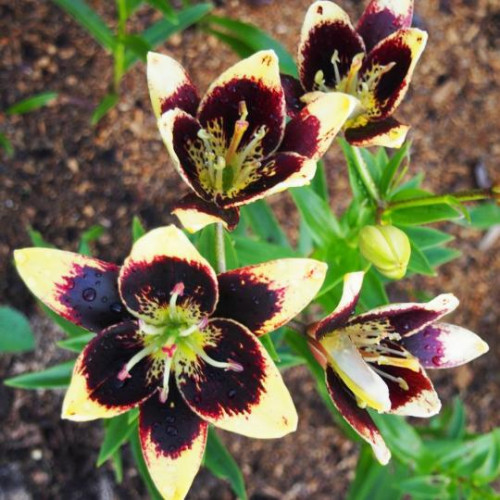 Лилия биколор азиатская Easy Dance (Изи Данс) 3шт. в упаковке Лилия биколор азиатская Easy Dance (Изи Данс) 3шт. в упаковке