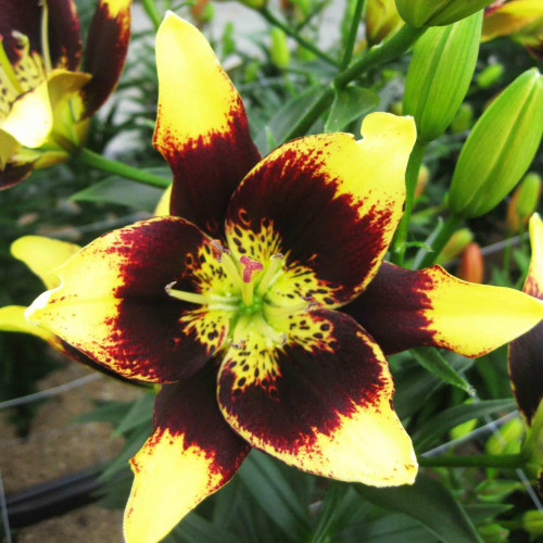 Лилия биколор азиатская Easy Dance (Изи Данс) 3шт. в упаковке Лилия биколор азиатская Easy Dance (Изи Данс) 3шт. в упаковке