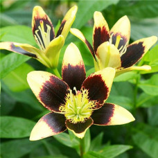 Лилия биколор азиатская Easy Dance (Изи Данс) 3шт. в упаковке