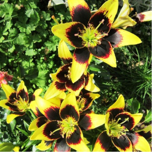 Лилия биколор азиатская Easy Dance (Изи Данс) 3шт. в упаковке Лилия биколор азиатская Easy Dance (Изи Данс) 3шт. в упаковке