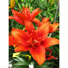 Лилия Фанни Твин 3шт. в упаковке