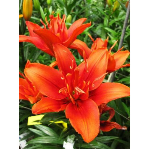 Лилия Фанни Твин 3шт. в упаковке Лилия Фанни Твин 3шт. в упаковке