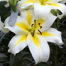 Лилия ОТ гибрид Budlight (Будлайт) 3шт. в упаковке