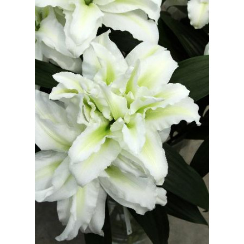 Лилия махровая восточная Roselily Aisha (Розели Аиша) 3шт. в упаковке Лилия махровая восточная Roselily Aisha (Розели Аиша) 3шт. в упаковке