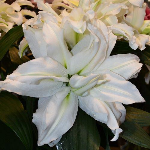 Лилия махровая восточная Roselily Aisha (Розели Аиша) 3шт. в упаковке Лилия махровая восточная Roselily Aisha (Розели Аиша) 3шт. в упаковке