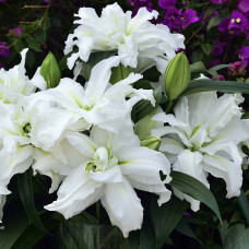 Лилия махровая восточная Roselily Aisha (Розели Аиша) 3шт. в упаковке
