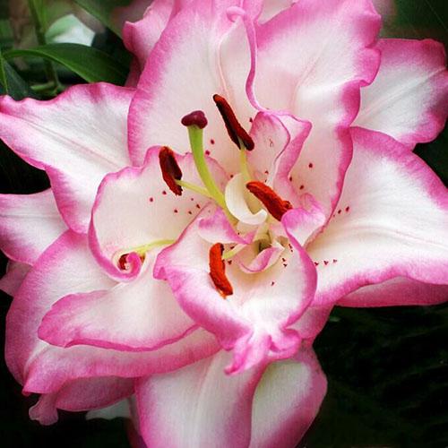 Лилия восточная Beautytrend (Бьютитренд) 3шт. в упаковке Лилия восточная Beautytrend (Бьютитренд) 3шт. в упаковке