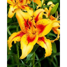 Лилия Отель Калифорния 3шт. в упаковке