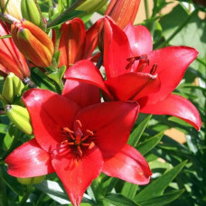 Лилия ЛА гибрид Original Love (Ориджинал Лав) 3шт. в упаковке