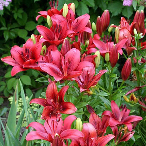 Лилия ЛА гибрид Original Love (Ориджинал Лав) 3шт. в упаковке Лилия ЛА гибрид Original Love (Ориджинал Лав) 3шт. в упаковке