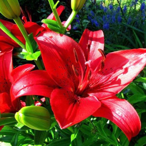 Лилия ЛА гибрид Original Love (Ориджинал Лав) 3шт. в упаковке Лилия ЛА гибрид Original Love (Ориджинал Лав) 3шт. в упаковке