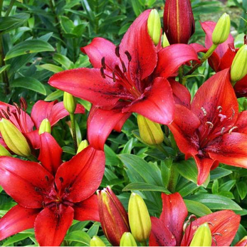 Лилия ЛА гибрид Original Love (Ориджинал Лав) 3шт. в упаковке Лилия ЛА гибрид Original Love (Ориджинал Лав) 3шт. в упаковке