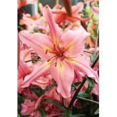 Лилия Пинк Флейвоур 3шт. в упаковке