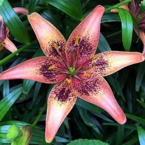 Лилия азиатская Whistler (Уистлер) 3шт. в упаковке Лилия азиатская Whistler (Уистлер) 3шт. в упаковке