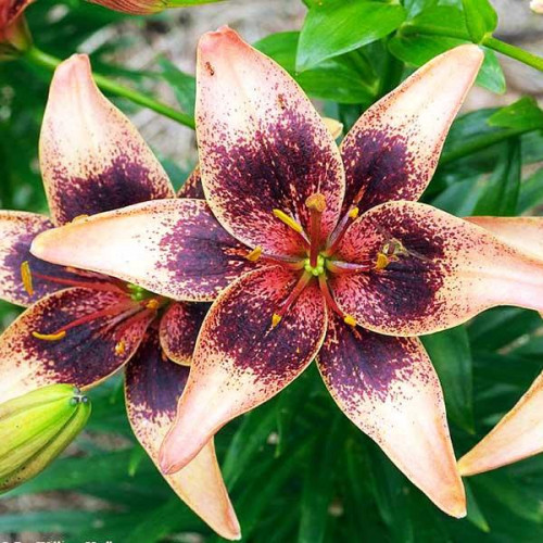 Лилия азиатская Whistler (Уистлер) 3шт. в упаковке Лилия азиатская Whistler (Уистлер) 3шт. в упаковке