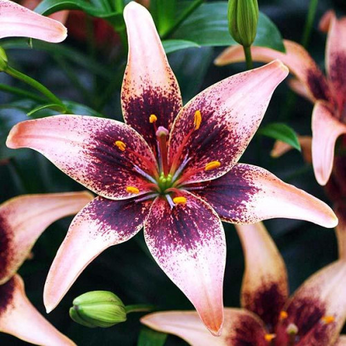 Лилия азиатская Whistler (Уистлер) 3шт. в упаковке Лилия азиатская Whistler (Уистлер) 3шт. в упаковке