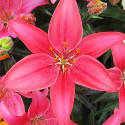 Лилия азиатская Island Joy (Айленд Джой) 3шт. в упаковке Лилия азиатская Island Joy (Айленд Джой) 3шт. в упаковке