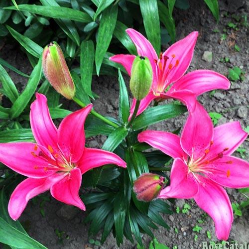 Лилия азиатская Island Joy (Айленд Джой) 3шт. в упаковке Лилия азиатская Island Joy (Айленд Джой) 3шт. в упаковке