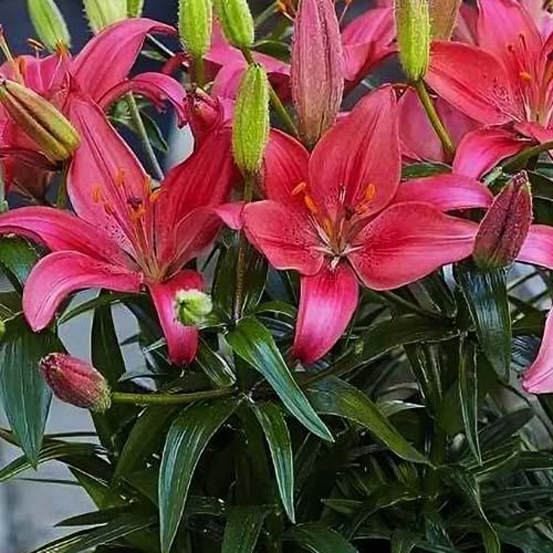 Лилия азиатская Island Joy (Айленд Джой) 3шт. в упаковке Лилия азиатская Island Joy (Айленд Джой) 3шт. в упаковке