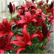 Лилия Cigalon (Цигалон) 3шт. в упаковке