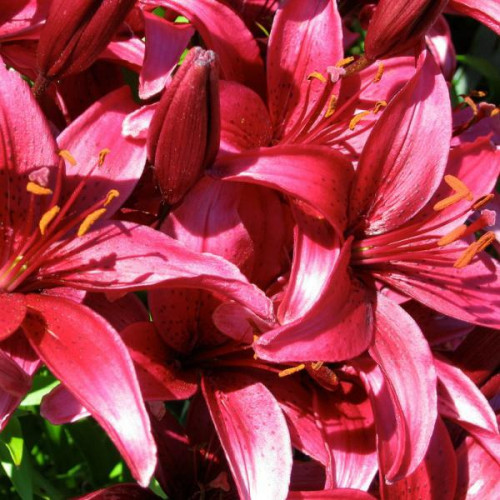 Лилия Cigalon (Цигалон) 3шт. в упаковке Лилия Cigalon (Цигалон) 3шт. в упаковке