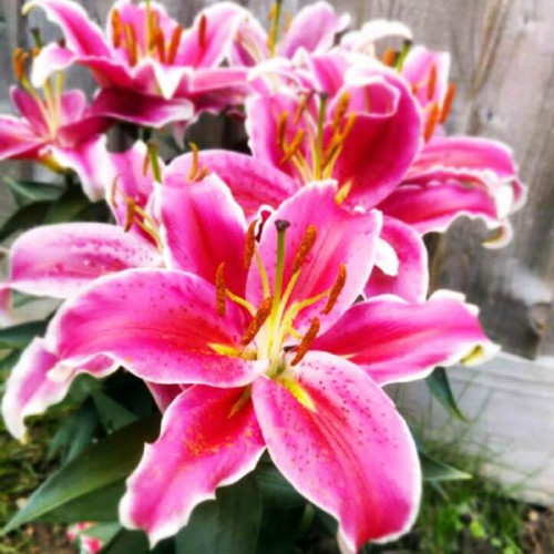 Лилия восточная низкорослая Starlight Express (Старлайт Экспресс) 3шт. в упаковке Лилия восточная низкорослая Starlight Express (Старлайт Экспресс) 3шт. в упаковке