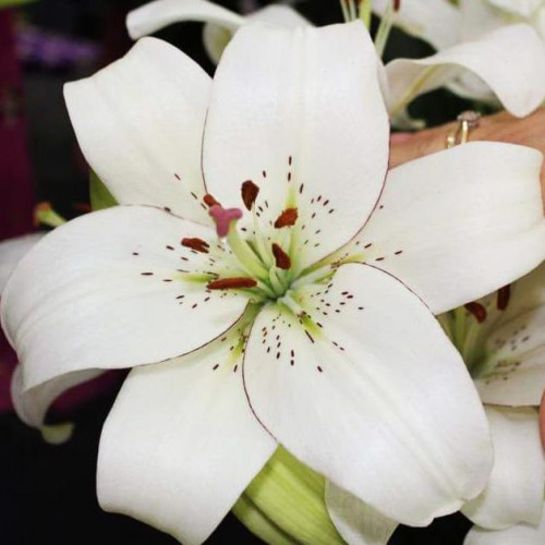 Лилия ЛА гибрид Eyeliner (Айлинер) 3шт. в упаковке Лилия ЛА гибрид Eyeliner (Айлинер) 3шт. в упаковке