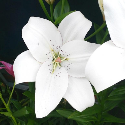 Лилия ЛА гибрид Eyeliner (Айлинер) 3шт. в упаковке Лилия ЛА гибрид Eyeliner (Айлинер) 3шт. в упаковке