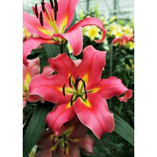 Лилия Корзини 3шт. в упаковке