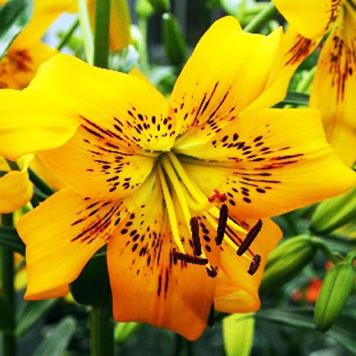 Лилия тигровая Yellow Bruse (Йеллоу Брюсе) 3шт. в упаковке Лилия тигровая Yellow Bruse (Йеллоу Брюсе) 3шт. в упаковке