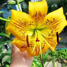 Лилия тигровая Yellow Bruse (Йеллоу Брюсе) 3шт. в упаковке