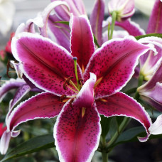 Лилия восточная Red Eyes (Ред Айз) 3шт. в упаковке