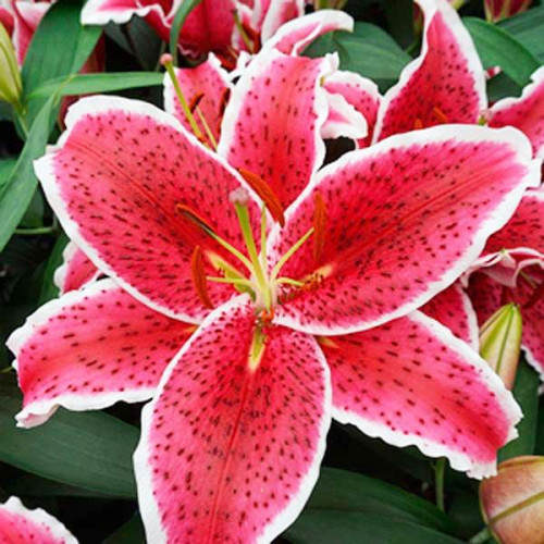 Лилия восточная Red Eyes (Ред Айз) 3шт. в упаковке Лилия восточная Red Eyes (Ред Айз) 3шт. в упаковке