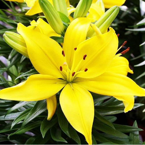 Лилия азиатская Yellow County (Йеллоу Каунти) 3шт. в упаковке Лилия азиатская Yellow County (Йеллоу Каунти) 3шт. в упаковке