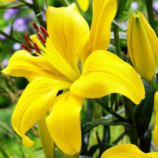 Лилия азиатская Yellow County (Йеллоу Каунти) 3шт. в упаковке