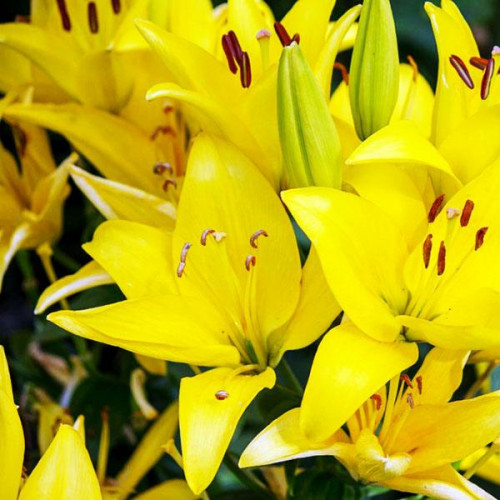 Лилия азиатская Yellow County (Йеллоу Каунти) 3шт. в упаковке Лилия азиатская Yellow County (Йеллоу Каунти) 3шт. в упаковке