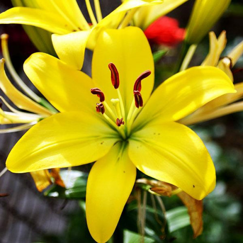 Лилия азиатская Yellow County (Йеллоу Каунти) 3шт. в упаковке Лилия азиатская Yellow County (Йеллоу Каунти) 3шт. в упаковке