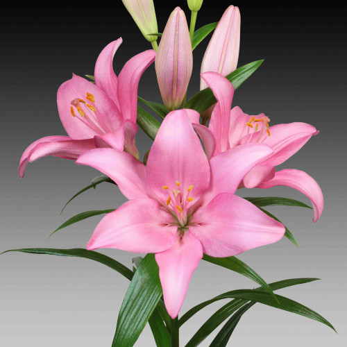 Лилия Jomi (Джоми) 3шт. в упаковке Лилия Jomi (Джоми) 3шт. в упаковке