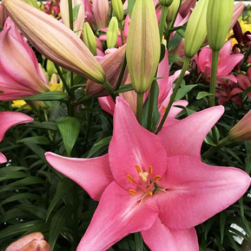 Лилия Jomi (Джоми) 3шт. в упаковке Лилия Jomi (Джоми) 3шт. в упаковке