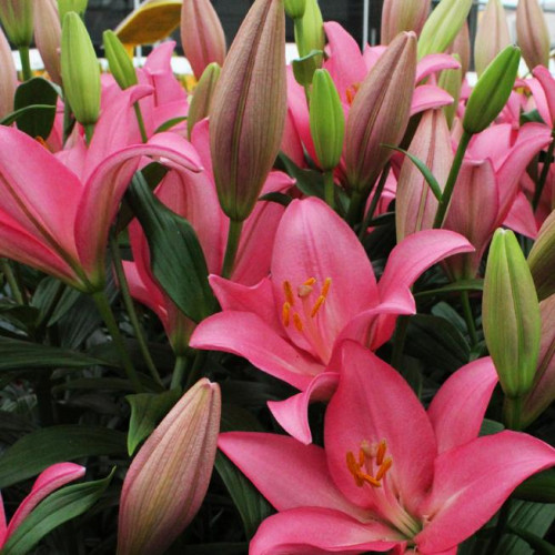 Лилия Jomi (Джоми) 3шт. в упаковке Лилия Jomi (Джоми) 3шт. в упаковке