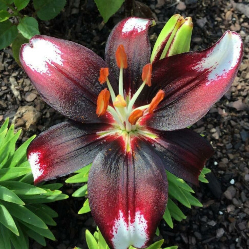 Лилия азиатская Panda Joy (Панда Джой) 3шт. в упаковке Лилия азиатская Panda Joy (Панда Джой) 3шт. в упаковке