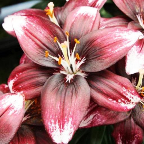 Лилия азиатская Panda Joy (Панда Джой) 3шт. в упаковке Лилия азиатская Panda Joy (Панда Джой) 3шт. в упаковке