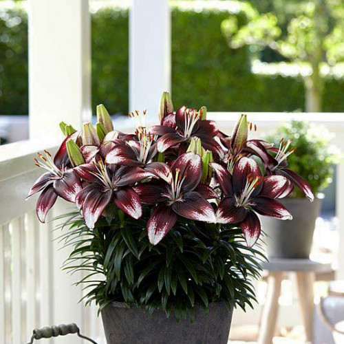 Лилия азиатская Panda Joy (Панда Джой) 3шт. в упаковке Лилия азиатская Panda Joy (Панда Джой) 3шт. в упаковке