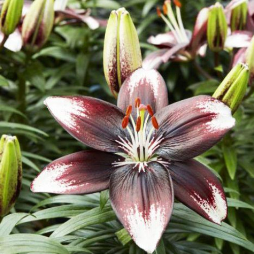 Лилия азиатская Panda Joy (Панда Джой) 3шт. в упаковке Лилия азиатская Panda Joy (Панда Джой) 3шт. в упаковке