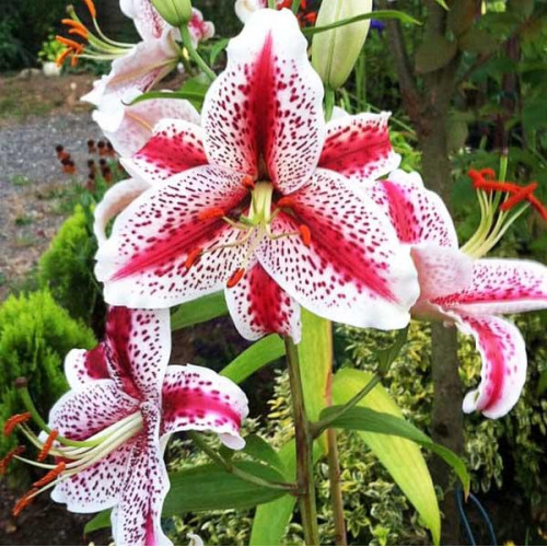 Лилия восточная Tigerwoods (Тайгервудс) 3шт. в упаковке Лилия восточная Tigerwoods (Тайгервудс) 3шт. в упаковке