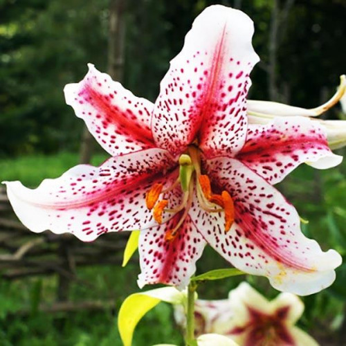 Лилия восточная Tigerwoods (Тайгервудс) 3шт. в упаковке Лилия восточная Tigerwoods (Тайгервудс) 3шт. в упаковке