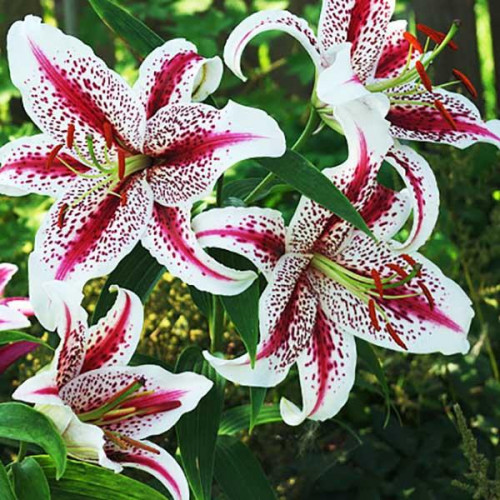 Лилия восточная Tigerwoods (Тайгервудс) 3шт. в упаковке Лилия восточная Tigerwoods (Тайгервудс) 3шт. в упаковке