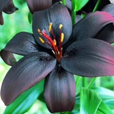 Лилия ЛА гибрид Royal Kiss (Роял Кисс) 3шт. в упаковке