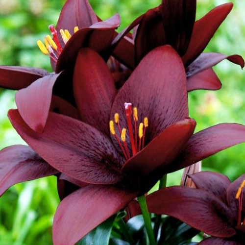 Лилия ЛА гибрид Royal Kiss (Роял Кисс) 3шт. в упаковке Лилия ЛА гибрид Royal Kiss (Роял Кисс) 3шт. в упаковке